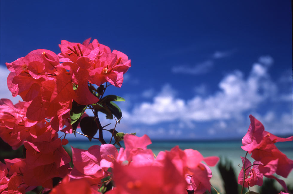 沖縄の写真、flowers